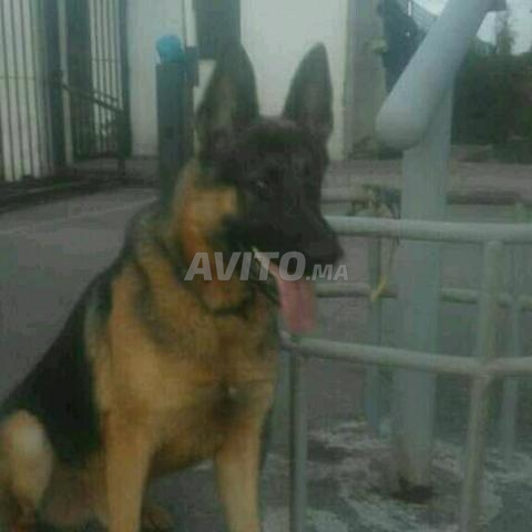 Chien Berger