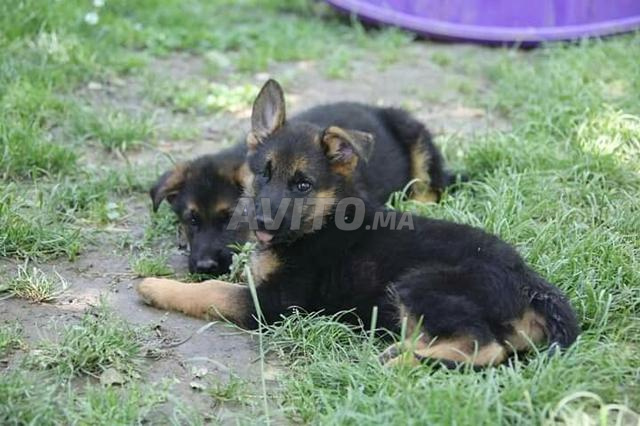 Chiots Berger Allemand