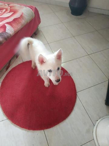Chien Husky Race Pure Yeux Bleu 2 Moi 20 Jours à Vendre à