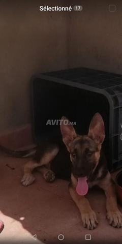 Chiots Berger Allemand à Vendre à Rabat Dans Animaux Avitoma