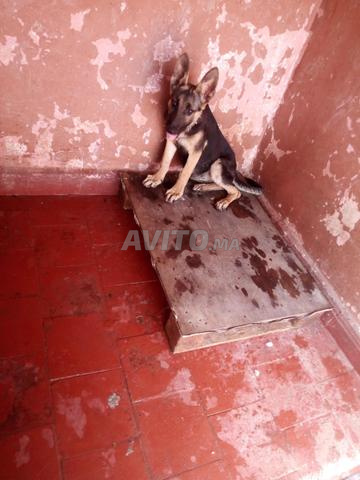 Chiots Berger Allemand à Vendre à Rabat Dans Animaux Avitoma