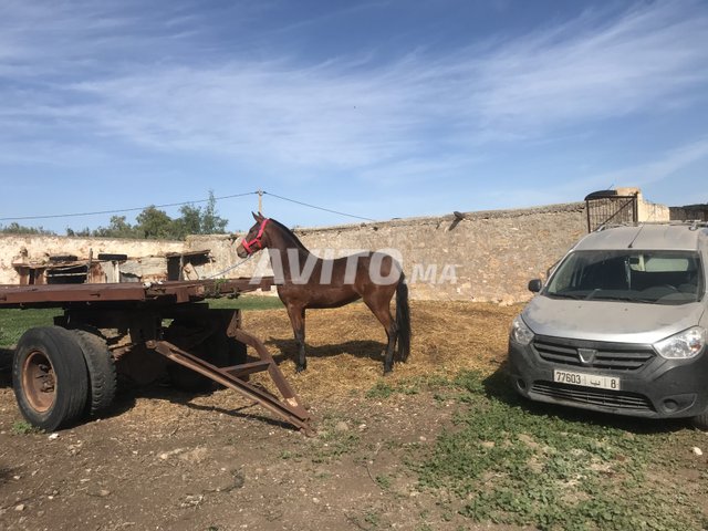 Garant en arabe Garant en arabe