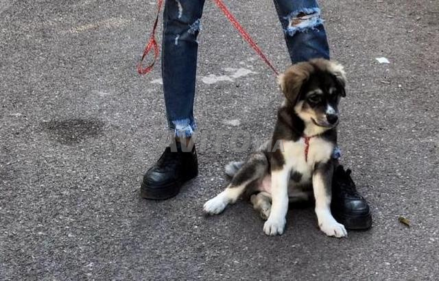 Husky Chien Loup