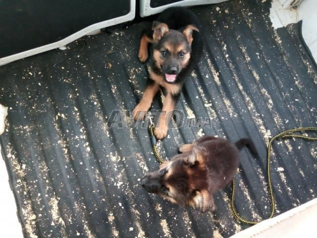 Chiots Berger Malinois