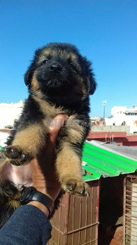 Chiots Berger Allemand