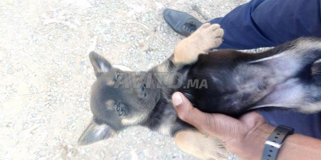 Chiits Berger Allemand à Vendre à Rabat Dans Animaux Avitoma