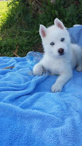 Chiot Husky Blanc للبيع في الرباط في حيوانات أليفة Avitoma