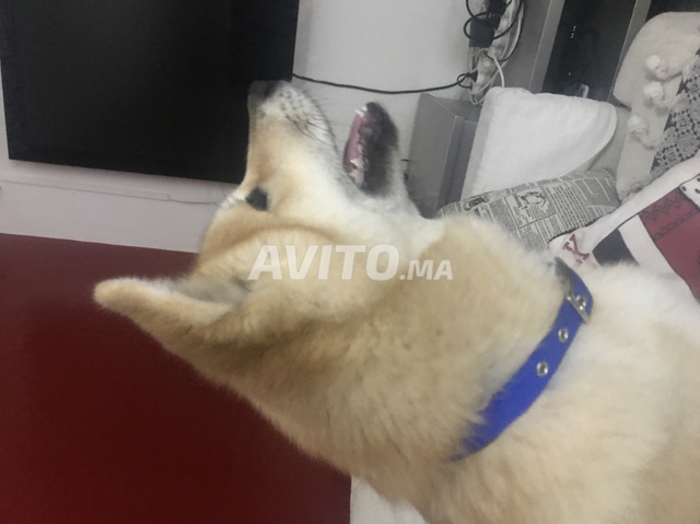 Chien Akita Pure Race Femelle