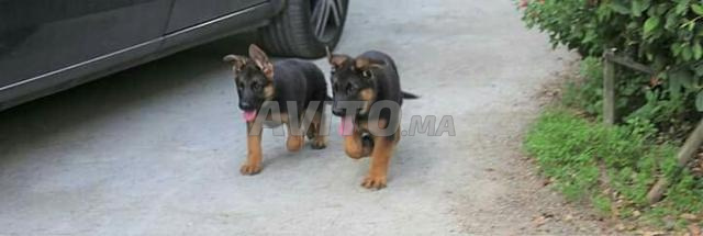 Chiots Berger Allemand