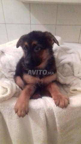 Chiots Berger Allemand