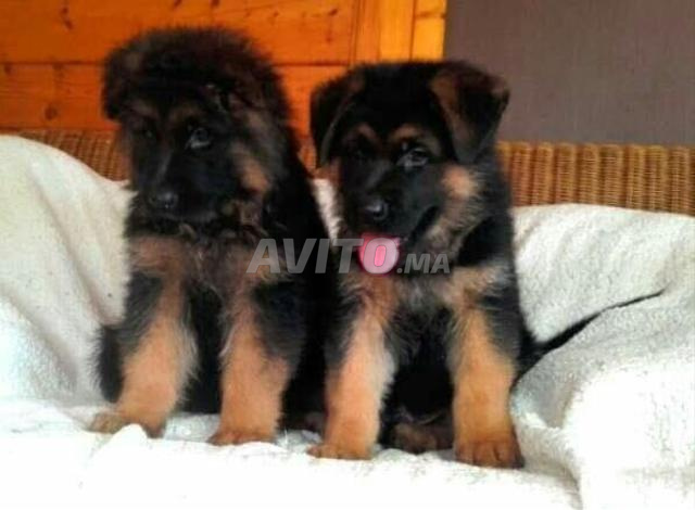 Deux Chiots Verger Allemand