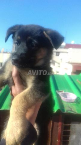 Chiots Berger Allemand