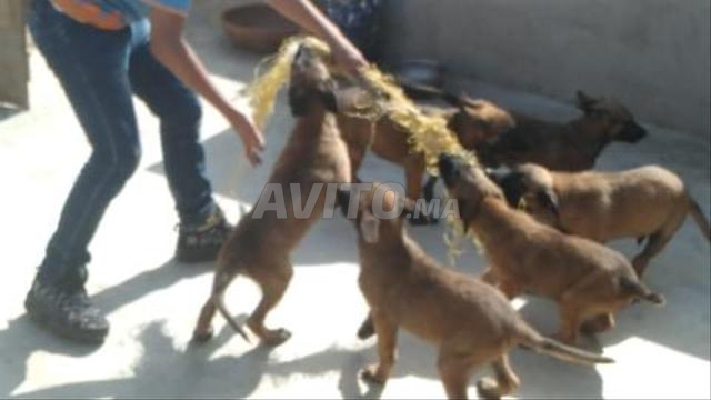 Chiots Berger Malinois