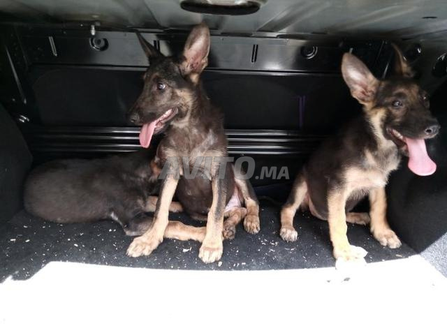 Chiots Berger Allemand à Vendre à Rabat Dans Animaux Avitoma