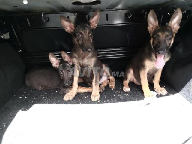 Chiots Berger Allemand à Vendre à Rabat Dans Animaux Avitoma