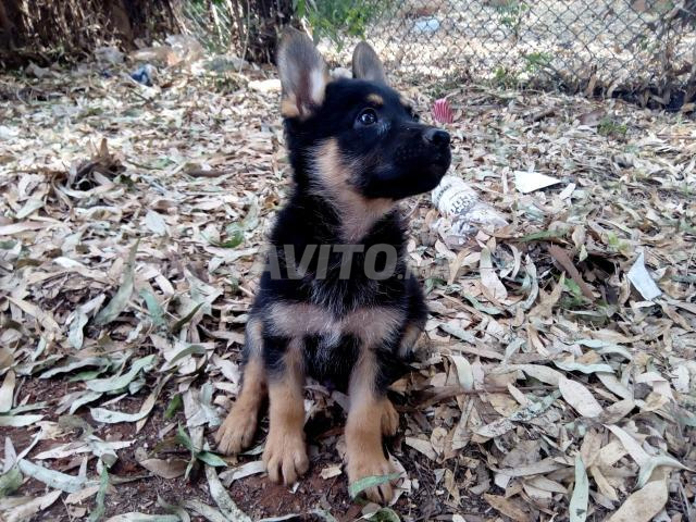 Chiot Berger Allemand à Vendre à Rabat Dans Animaux Avitoma