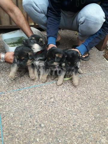 Chiots Berger Allemand à Vendre à Rabat Dans Animaux Avitoma
