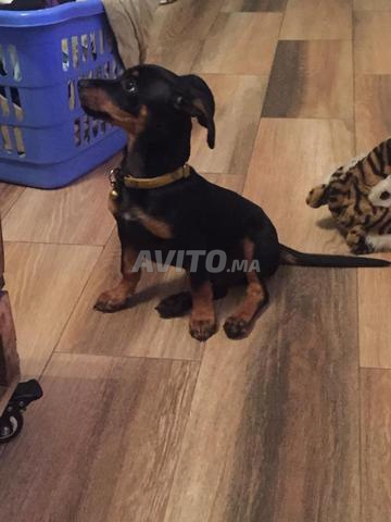 Chien Pinscher Pure Race à Vendre à Fès Dans Animaux Avitoma