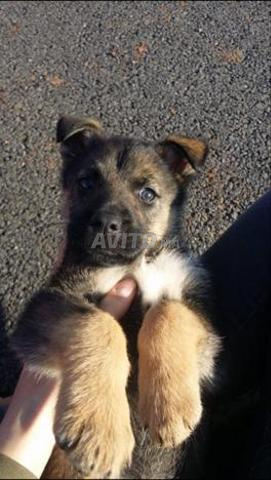 Chiots Berger Allemand à Vendre à Rabat Dans Animaux Avitoma